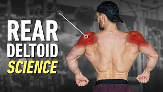 How To Build Boulder Rear Delts Optimal Training Explained [upl. by Ecnerwaled]