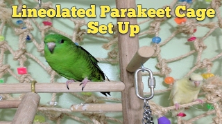 Lineolated Parakeet Cage Set Up [upl. by Gates]