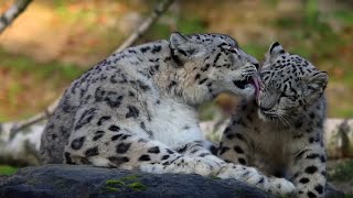 Zoo Zürich SchneeleopardenFamilie [upl. by Soule]