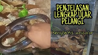 PENJELASAN LENGKAP MENGENAI ULAR PELANGI SUNBEAM SNAKE Xenopeltis unicolor [upl. by Ahsirhcal240]