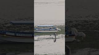 Benoa Beach Afternoon Low Tide Stops Water Sports [upl. by Annekahs]