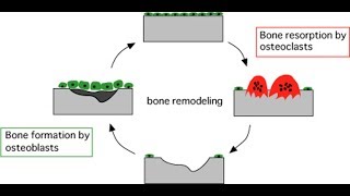 Difference between osteoblast and osteoclast [upl. by Adnirim493]