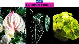 Anthurium Varieties A to Z [upl. by Mame]