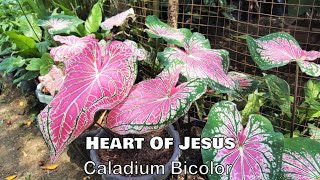 Ornamental Plants In The Philippines With Names Including Scientific Name Part 2 [upl. by Mauceri]