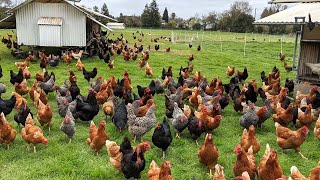 How American Farmers Raise Millions Of Poultry In The Pasture  Chicken Farming [upl. by Nnaarual384]