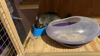 Lixit Chinchilla Dry Dust Bath  And view of home made Chinchilla Cage [upl. by Quintessa770]