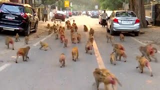 Mischievous Monkeys Take Over Government Buildings in India [upl. by Ianaj]