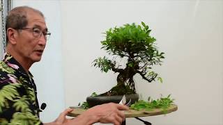 How to care for Ficus Bonsai [upl. by Leva241]