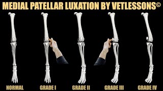 Patellar luxation grades in dogs [upl. by Stodder]