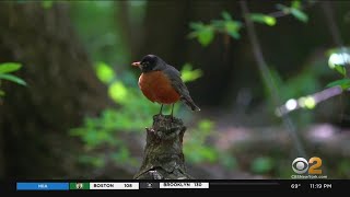 Snapshot NY Central Park An International Destination For Birds And Bird Watchers [upl. by Gwendolin]