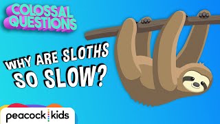 Why Are Sloths So Slow  COLOSSAL QUESTIONS [upl. by Wordoow]