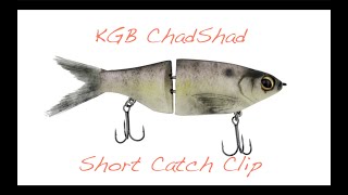 First KGB ChadShad catch [upl. by Natek]