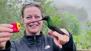 Swordbilled hummingbird at Zuro Loma Reserve in Ecuador [upl. by Tristan]