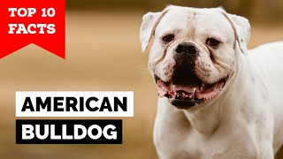 American Bulldog  Top 10 Facts [upl. by Yesak781]