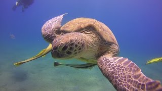 Beautiful Jellyfish eaten by a Sea Turtle [upl. by Nerac]