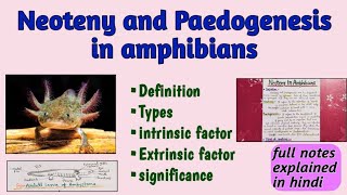 Neoteny and Paedogenesis in amphibians  bsc notes [upl. by Imhskal]