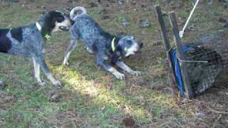 10 month old blueticks baying at coon [upl. by Anairb]