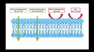 Trasporti di membrana  classificazione [upl. by Hackney]