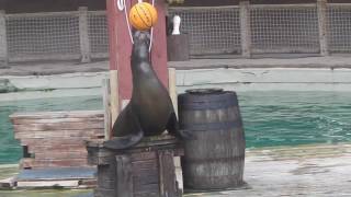 Sea Lions Balancing Balls [upl. by Olnek]