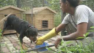 Bite Gloves Testing with a food aggressive Rottweiler  Dog Training in Queens NY and Cebu PH [upl. by Gisele]