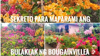 5 Sekreto Para Maparami Ang Bulaklak Ng Bougainvillea [upl. by Nede]