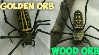 Philippine Golden Orb and Austrailian Orb Weaver Black Fang [upl. by Corny]