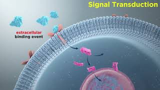 Signal Transduction in Immune Cells ReceptorLigand Interactions [upl. by Platon]