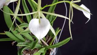 quotLady of the Night Orchidquot Brassavola nodosa [upl. by Oruntha660]