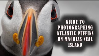 What Its Like to Photograph Atlantic Puffins on Machias Seal Island  A Guide for Visitors [upl. by Lashondra]