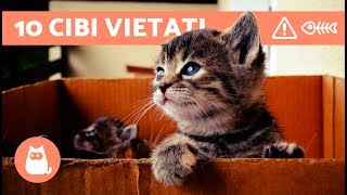 10 CIBI VIETATI ai gatti  ALIMENTAZIONE del gatto cibi da evitare [upl. by Noyr]