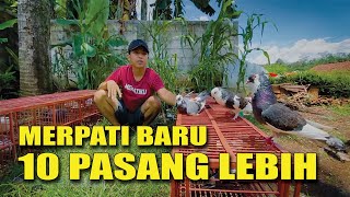 REVIEW SEMUA MERPATI PASAR [upl. by Allred]