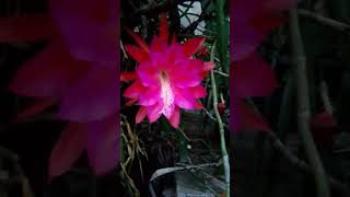 Cactus bloom pink red bloom [upl. by Kendry]