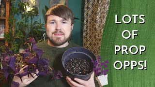 Oxalis Triangularis COMPLETE Plant Care Guide  Planting Dormancy and Propagation 34 methods [upl. by Howenstein]