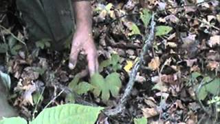 Identifying Ginseng and Goldenseal [upl. by Inavihs]