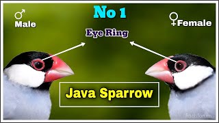 Difference between male and female Java Finch Java Sparrow [upl. by Goldsmith]