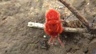 Red Velvet Mite Trombidiidae [upl. by Ecienal]