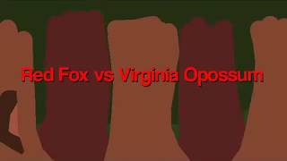 Virginia Opossum VS Red Fox READ DESC [upl. by Gasparo]