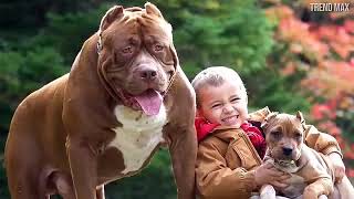 viralvideo pitbull dogs americanbully 🐕quranrecitation amazing videos🐈‍⬛🐈‍⬛🐎🐕 [upl. by Mossolb468]