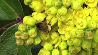 Bienen summenHummeln brummen [upl. by Herb376]