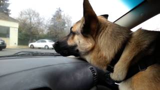 German Shepherd Ronin barking at strangers [upl. by Ahsineg]