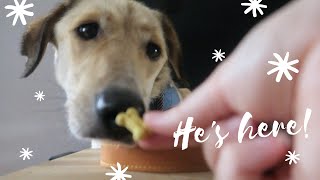 Adopting A Romanian Rescue Dog  Max Arrives And His First Day At Home  Part 2  Chloe Pedlow [upl. by Minnaminnie271]