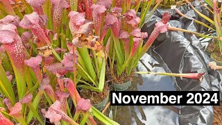 Carnivorous Plant Care for November 2024 [upl. by Sauls]