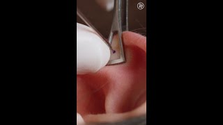 What Getting Your Ear Cartilage Pierced Is Like Up Close shorts [upl. by Ielerol]