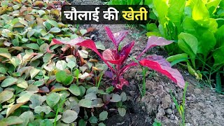 चौलाई की खेती कैसे किया जाता है 🌿🌱Chaulai ki kheti kaise karen  Chaulai ki kheti  chaulai ki saag [upl. by Ailedua]