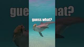 Dolphins getting HIGH … on PUFFERFISH science animals facts dolphin fish [upl. by Shannen]