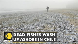 Thousands of dead fish wash up on a Chilean beach exact reason unknown  World News  WION [upl. by Ycrad747]