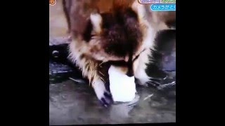 Raccoon tries to wash cotton candy but it dissolves instantly [upl. by Ias]