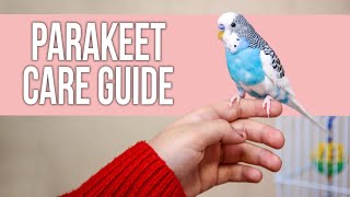 Parakeet Care Guide for Beginners [upl. by Ninaj]