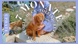 GrootUpdate NovaScotiaDuckTollingRetriever  Pubertät 7 Monate Training DuckToller [upl. by Neeron]