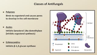 Antifungals Fungal Infections  Lesson 4 [upl. by Feeney]